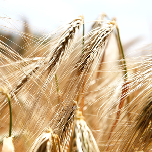 życie bez glutenu zobaczy czym go zastąpić